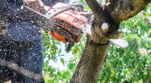 Get Safe Residential Tree Services in Davie FL Near You