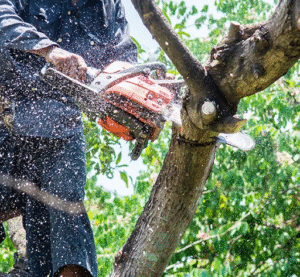 Get Safe Residential Tree Services in Davie FL Near You