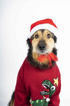 Explore The Top Dog Christmas Presents for Your Furry Best Friend