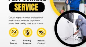 Costs for Pest Control Treatments in Melbourne