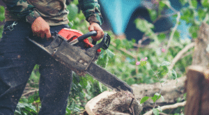 Best Tree Services in Porterville CA – Why Is Aces Tree Service the Trusted Choice for Your Property?