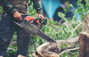 Best Tree Services in Porterville CA – Why Is Aces Tree Service the Trusted Choice for Your Property?