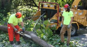 How Professional Tree Maintenance Protects Your Home and Boosts Curb Appeal