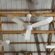 How Agricultural Ceiling Fans Improve Airflow, Animal Comfort, and Farm Productivity