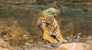 Explore the Wild with Ranthambore Weekend Packages