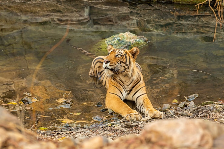 Explore the Wild with Ranthambore Weekend Packages