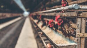 Why Consumers Are Choosing Chicken in 2025: Health, Price & Cultural Shifts Driving Global Demand