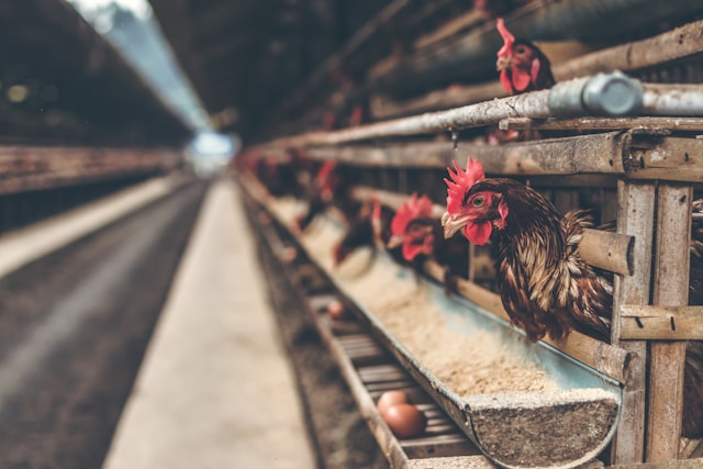 Why Consumers Are Choosing Chicken in 2025: Health, Price & Cultural Shifts Driving Global Demand