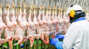 How to Import Frozen Meat from Brazil: A Guide for Restaurants, Retailers & International Suppliers