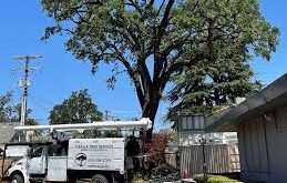 Professional Tree Care That Protects Your Property and Enhances Its Beauty