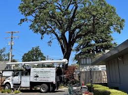 Professional Tree Care That Protects Your Property and Enhances Its Beauty