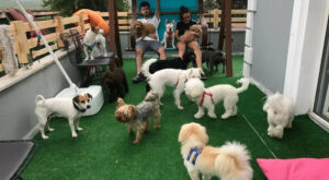 How Puppies Benefit from Early Enrollment in Dog Board and Training Chicago