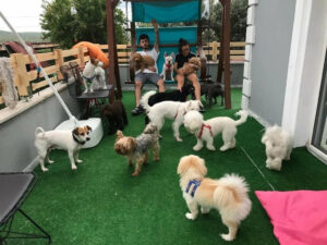 How Puppies Benefit from Early Enrollment in Dog Board and Training Chicago