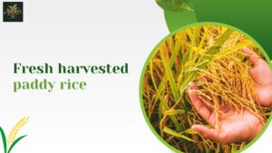 The Journey of Fresh Harvested Paddy Rice: What Consumers Should Know