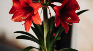 How to Style Flowers for Christmas in Small NYC Spaces