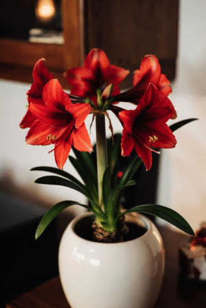 How to Style Flowers for Christmas in Small NYC Spaces