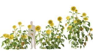 Top-Quality Unity 6 Plants 3D Models for Realistic Environments