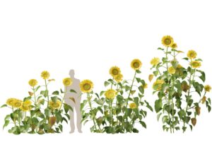 Top-Quality Unity 6 Plants 3D Models for Realistic Environments