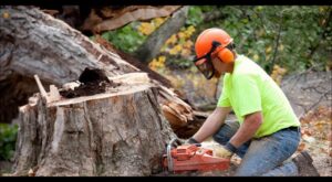 What You Must Know About Tree Stump Removal Services Before Hiring a Professional