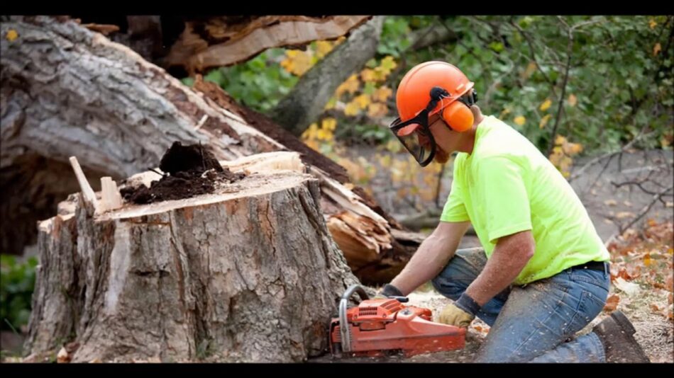 What You Must Know About Tree Stump Removal Services Before Hiring a Professional