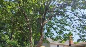 MR Tree Services INC. Expands Professional Tree Care Support Across Lake County