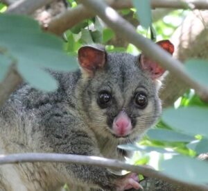 Effective Pest Solutions in Melbourne: Possums, Wasps & More