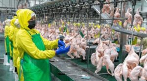 Ultimate Guide to Choosing Reliable Frozen Meat Suppliers: What to Check & Why It Matters