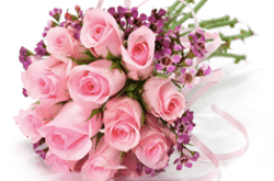 What are the best Living Plants Christchurch options to enhance your home or gift to a loved one with natural beauty and long lasting freshness?