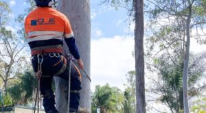 Safe & Professional Tree Removal on Northern Beaches: What Homeowners Should Know