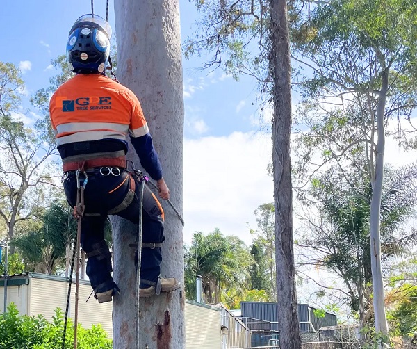 Safe & Professional Tree Removal on Northern Beaches: What Homeowners Should Know