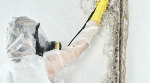 Fast Mold Testing Services in Willard MO Homes