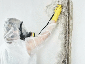 Fast Mold Testing Services in Willard MO Homes
