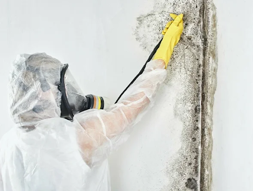 Fast Mold Testing Services in Willard MO Homes